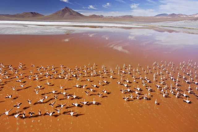 Steinmetz's favourite image was this shot of Lake Laguna Colorada in Bolivia