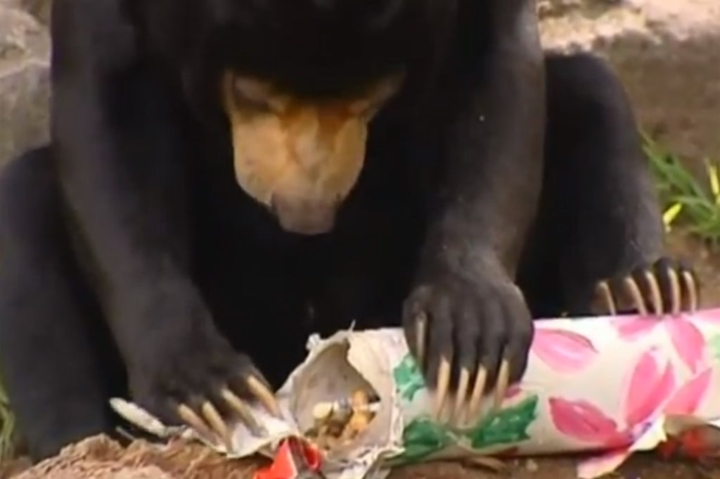 A bear opens its present at Sydney's Taronga zoo