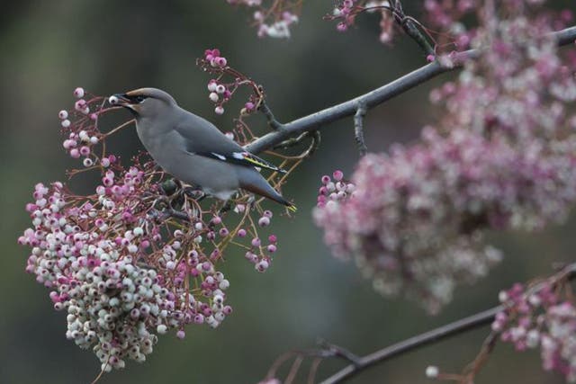 Waxwings are regular winter visitors to Britain and Ireland