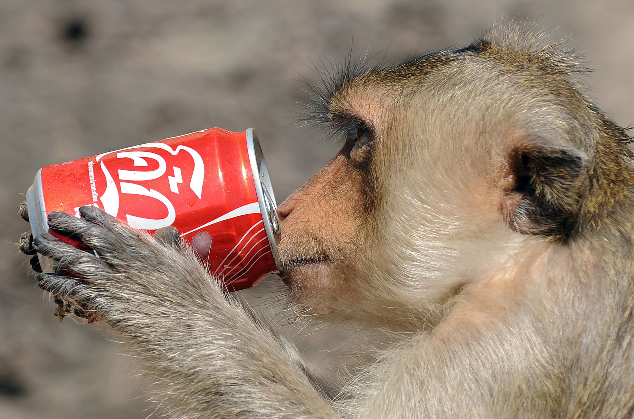 A monkey has a drink from a can at an ancient temple in Lopburi province, some 150 kms north of Bangkok on November 29, 2009 during the annual 'monkey buffet'.