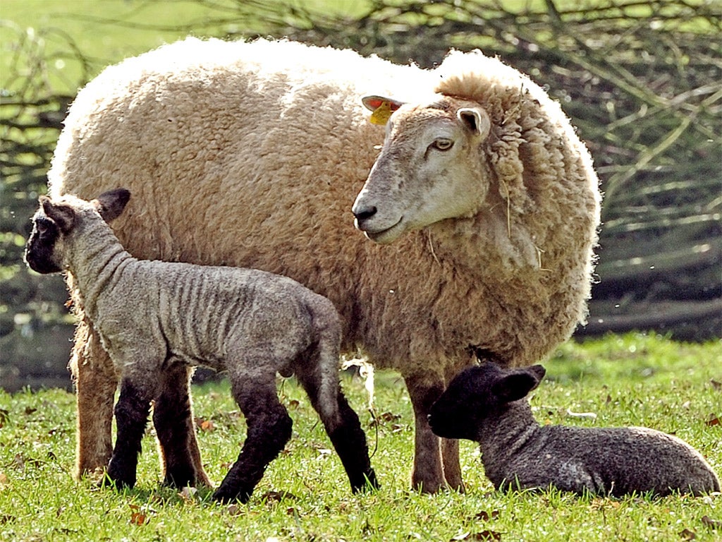 Britain has about 22m sheep in the national flock