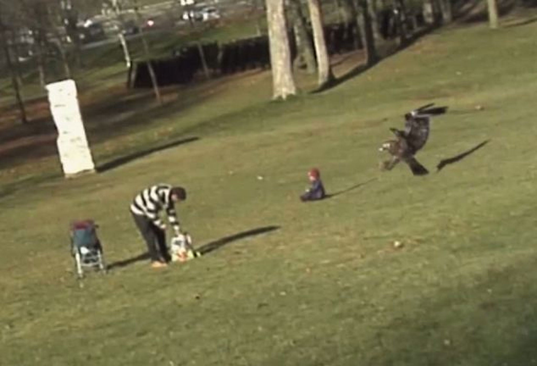 Golden Eagle Toddler Attack Youtube Clip Captures The