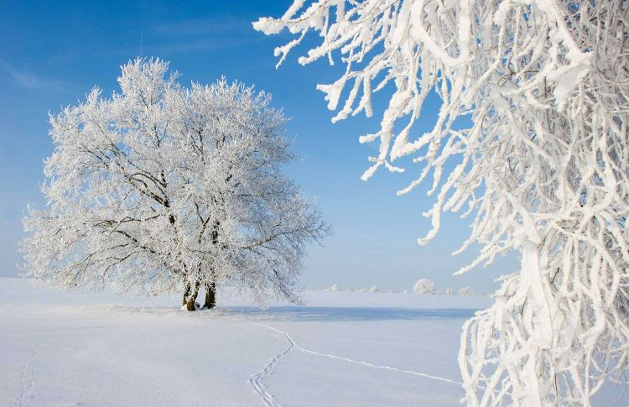 A weathered history: Snow-covered trees