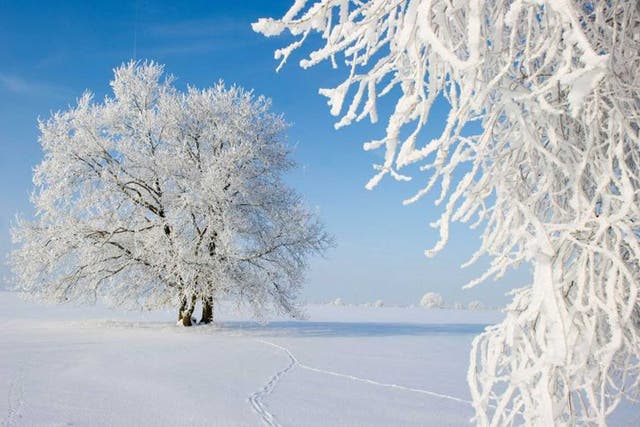 A weathered history: Snow-covered trees
