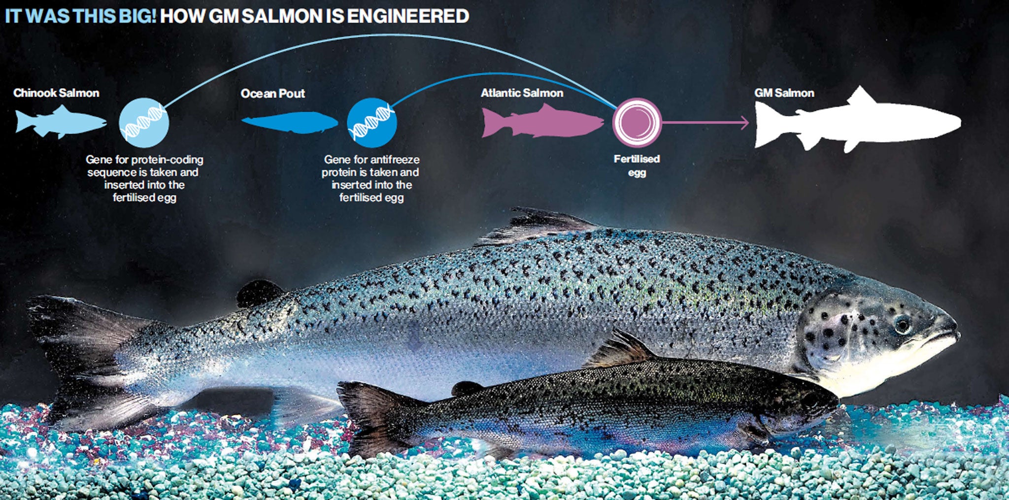How GM salmon is engineered
