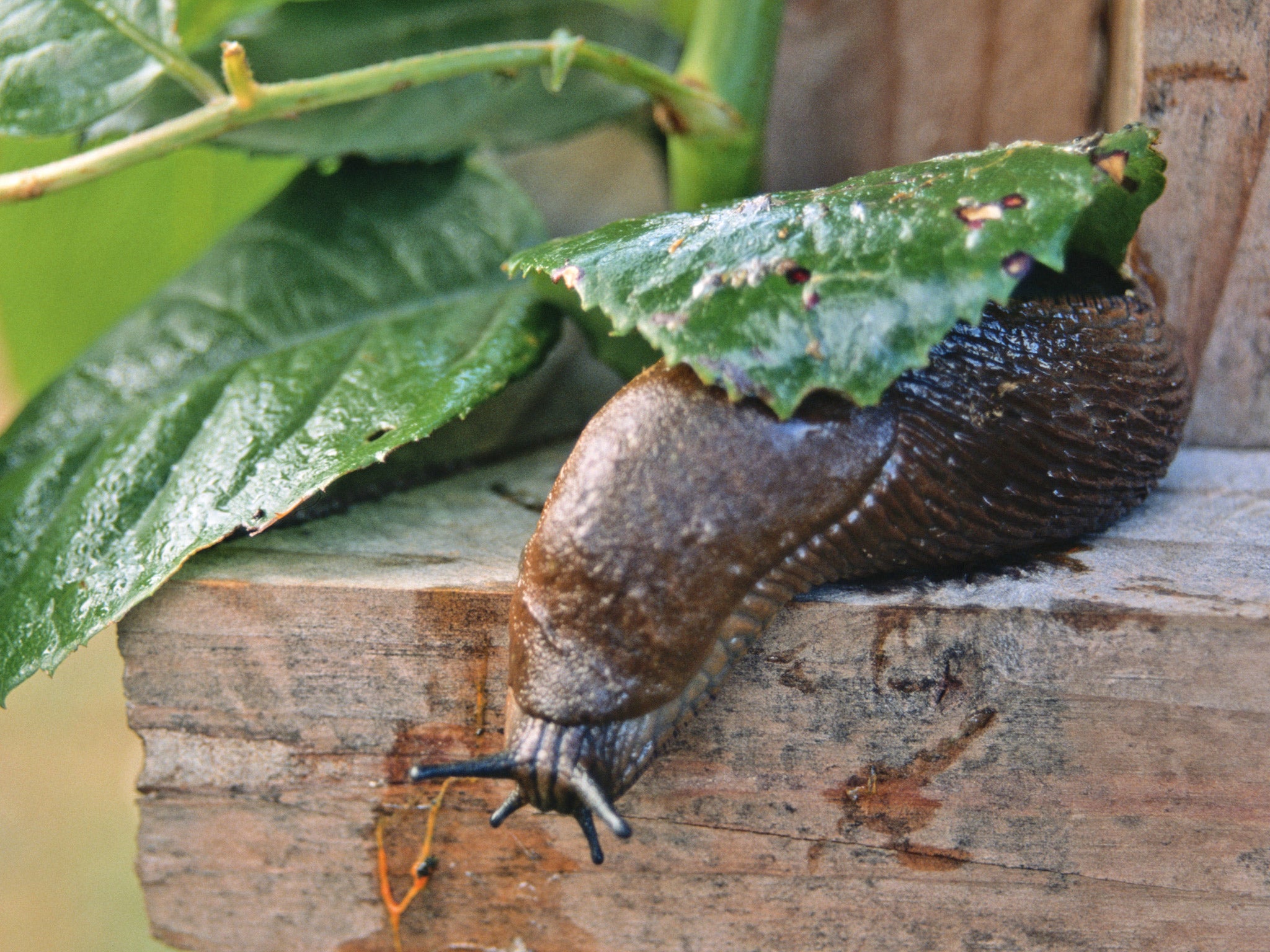 Each cubic metre of garden in Britain could currently contain up to 200 slugs