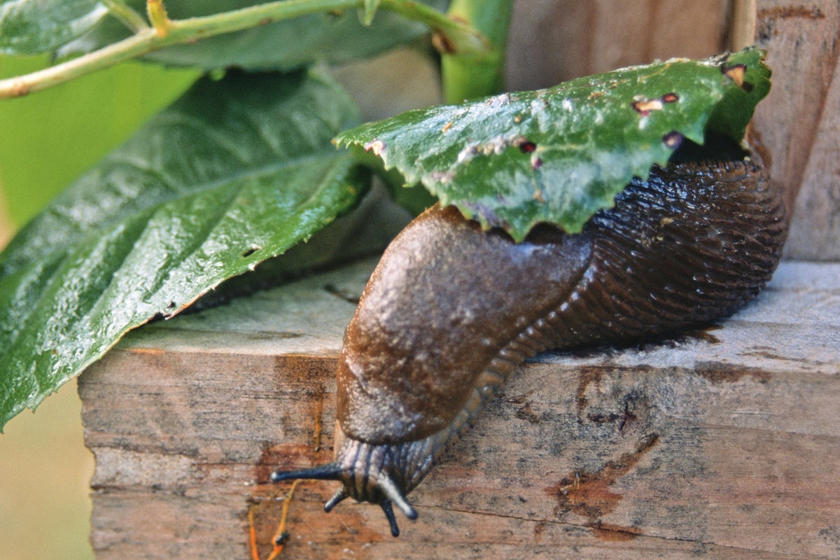 Why you can expect to see fewer slugs in the garden this spring