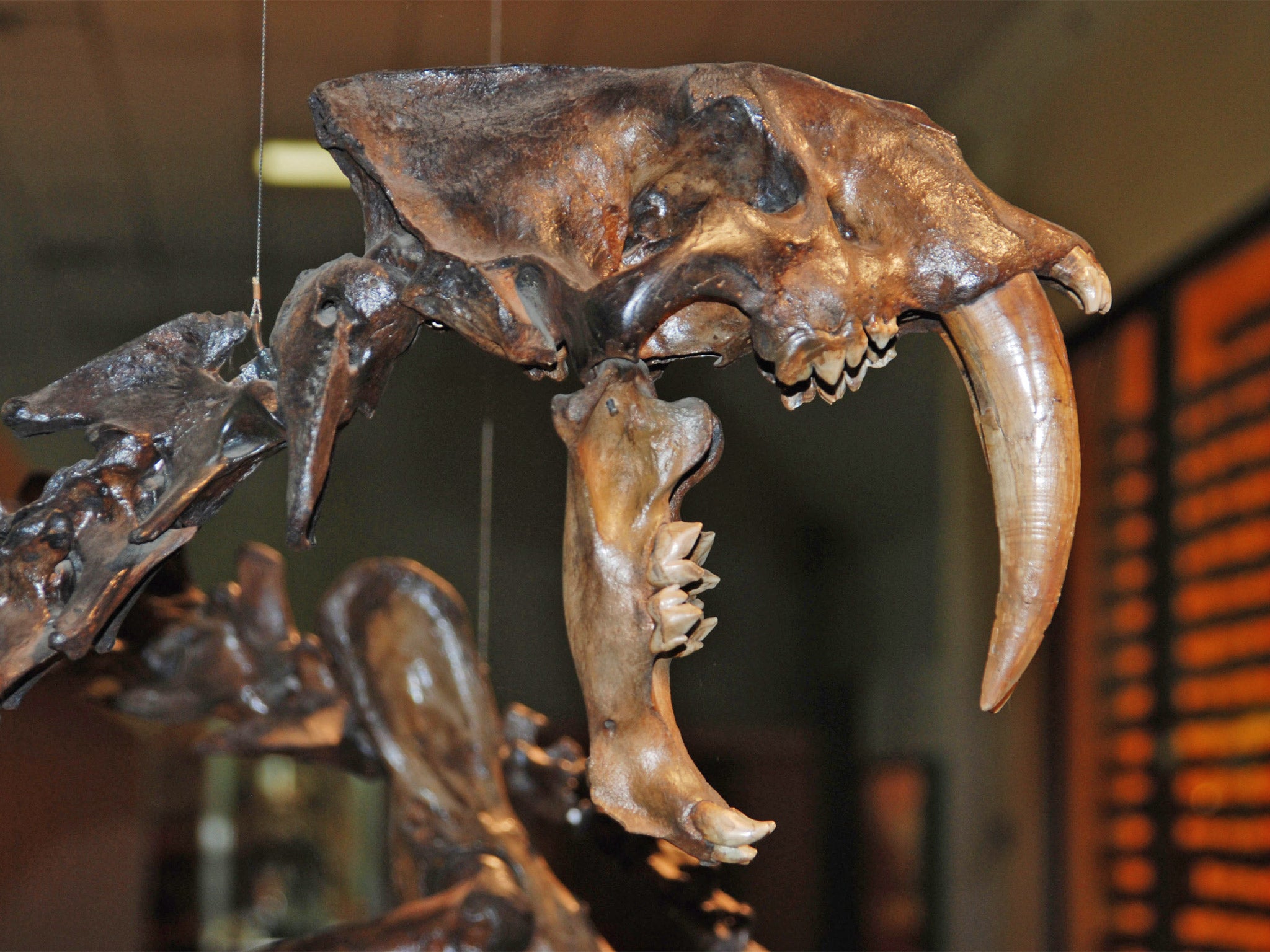 A skull of a saber-toothed cat exhibited at the Page Museum at the La Brea Tar Pits in Los Angeles