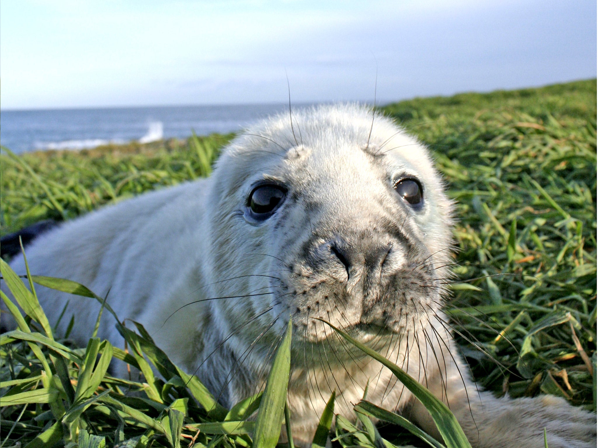 A young grey seal pup on Farne Island