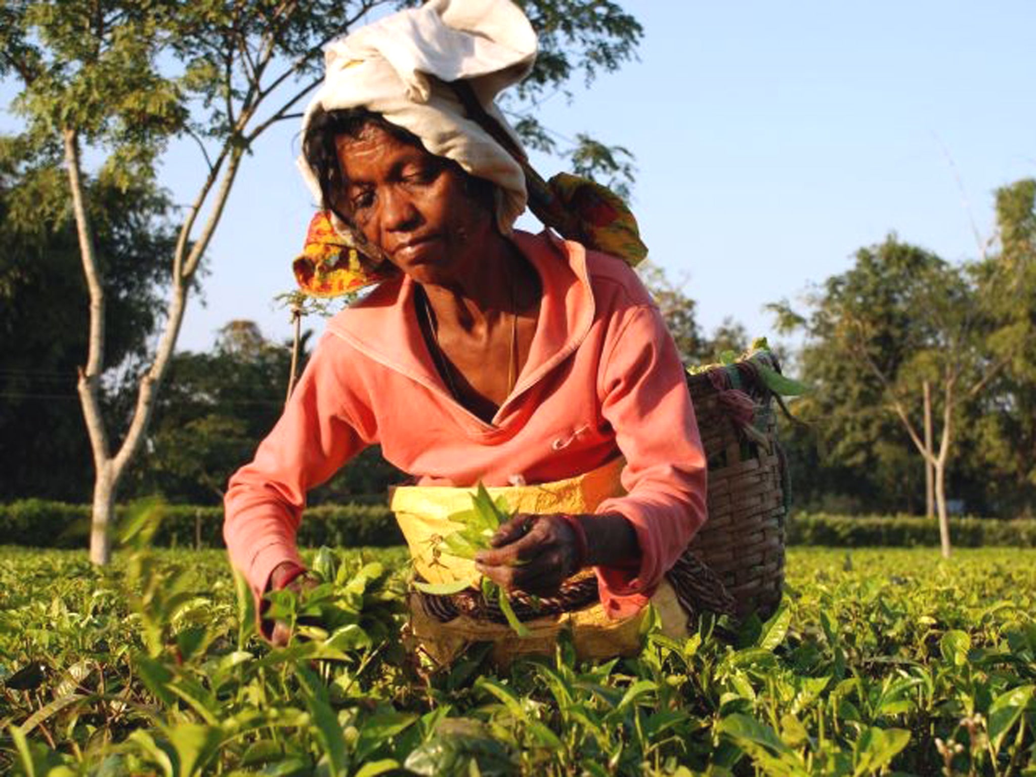 More than half of India's tea production comes from some 800 tea estates across Assam