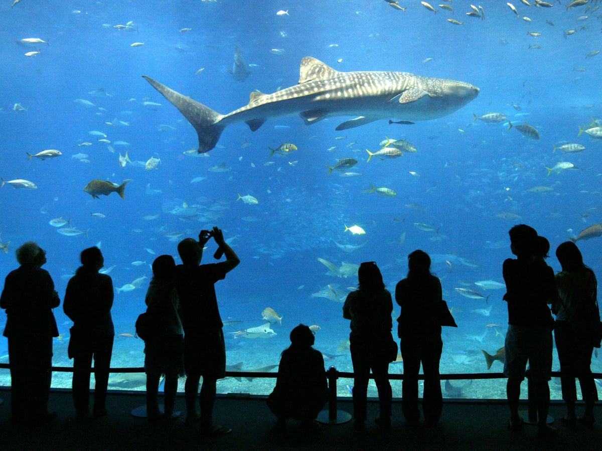 shark aquarium breaks in mall