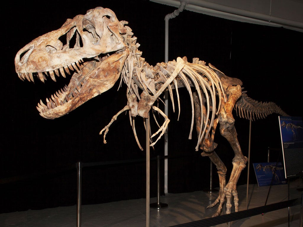 A nearly complete Tyrannosaurus bataar dinosaur skeleton looted from the Gobi Desert in Mongolia