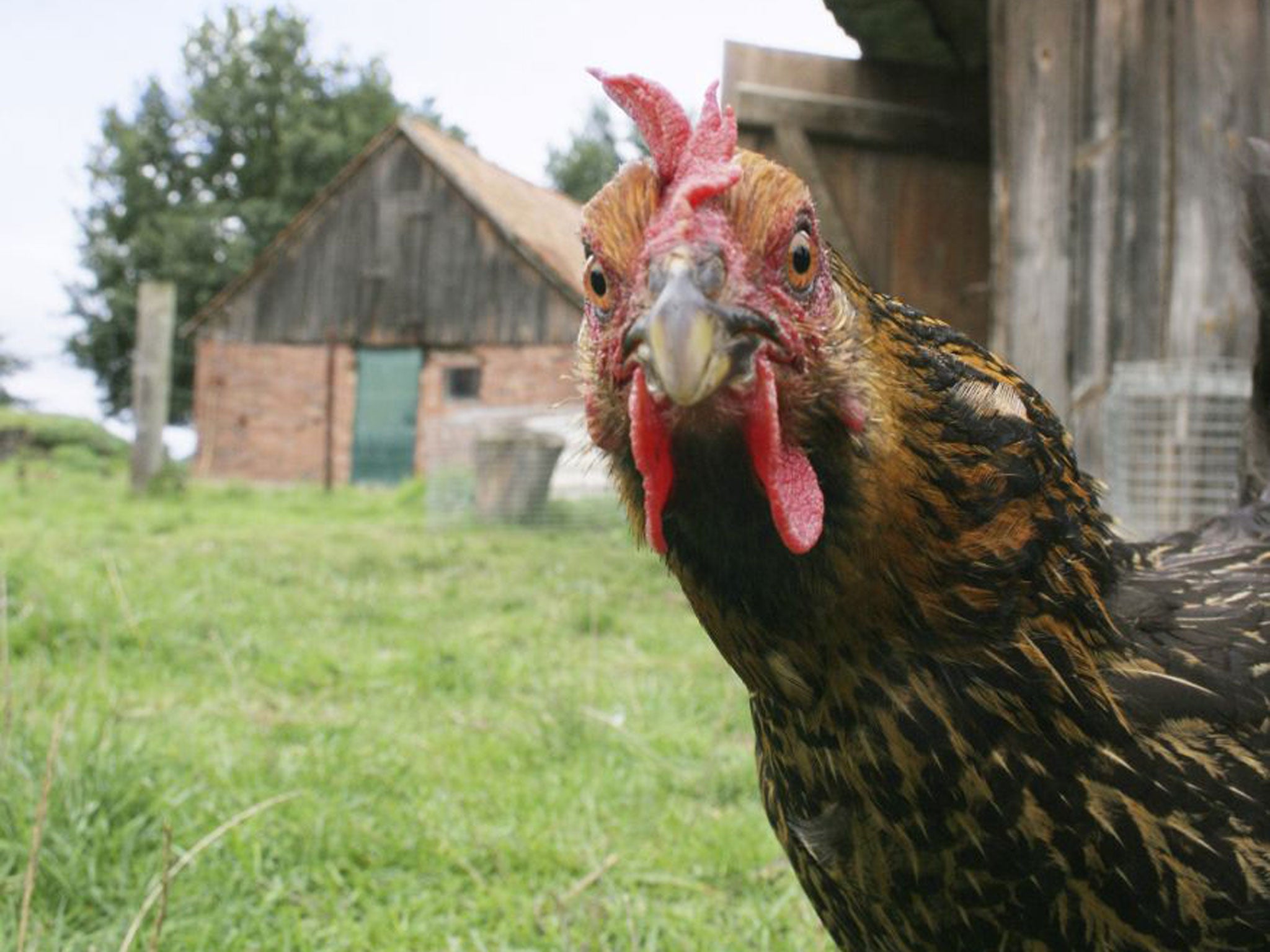 The Californian hens can look forward to a peaceful retirement on the east coast, thanks to a anonymous donor