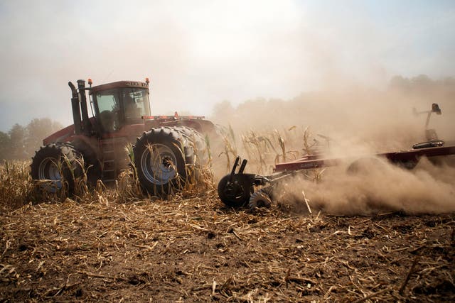 A tractor cuts down corn in a field designated as zero yield on a farm near Terre Haute, Ind., on July 31.  Bloomberg News photo by Victor Blue