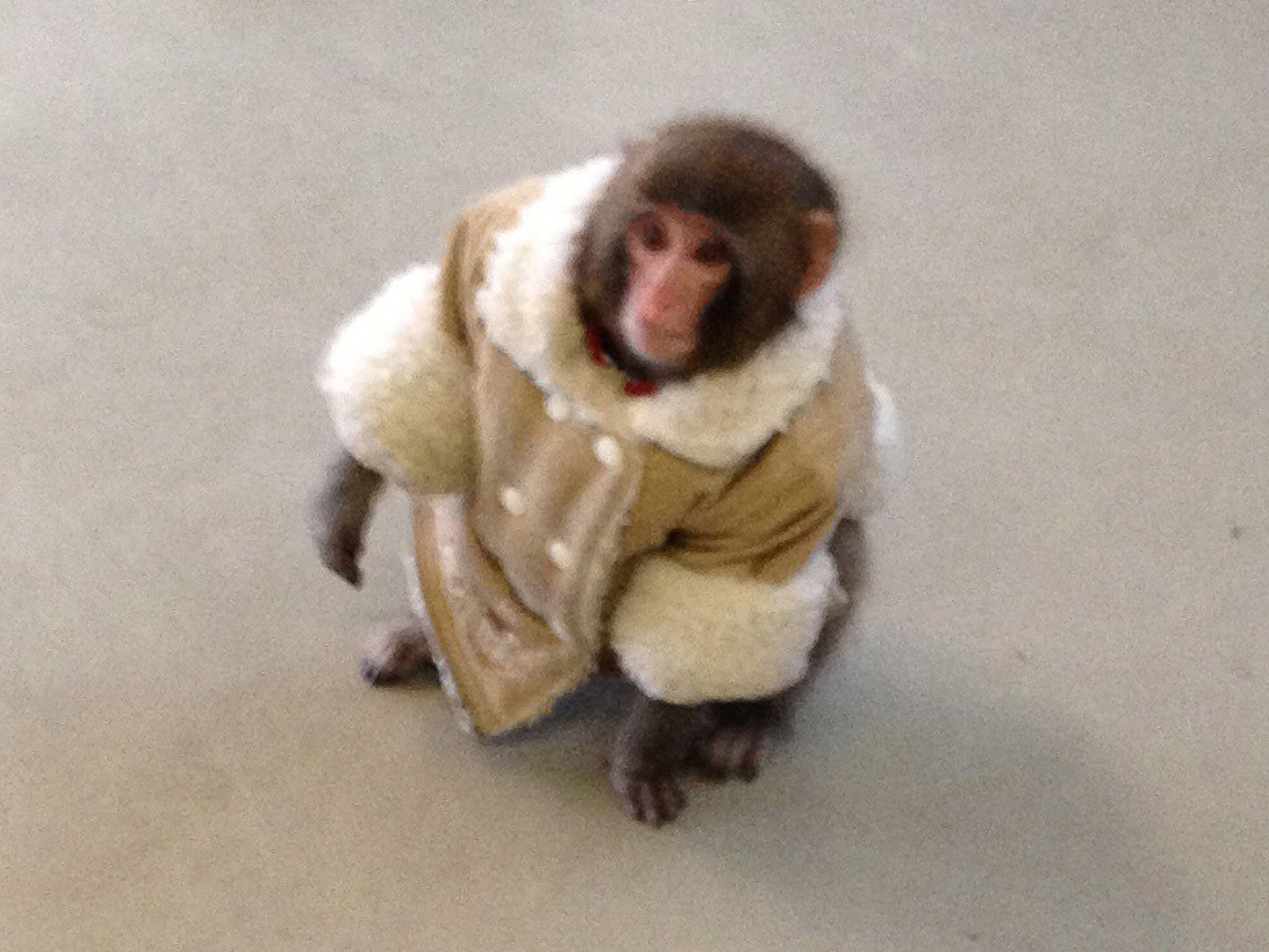 Darwin the Monkey: Darwin became an unlikely style icon when he was found wandering around a Toronto Ikea store wearing a jacket that the late Manchester City manager Malcolm Allison would have been proud of