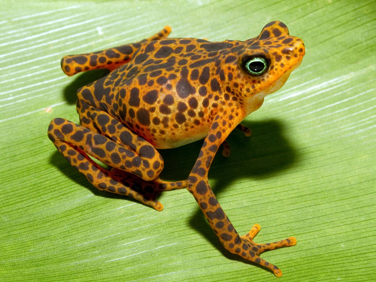 Poison frogs  Smithsonian's National Zoo and Conservation Biology