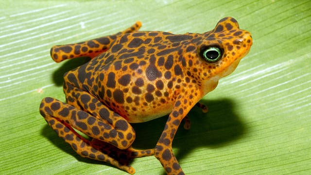 Scientists Try To Save Frogs From Extinction The Independent The Independent Scientists Try To Save Frogs From Extinction The Independent The Independent
