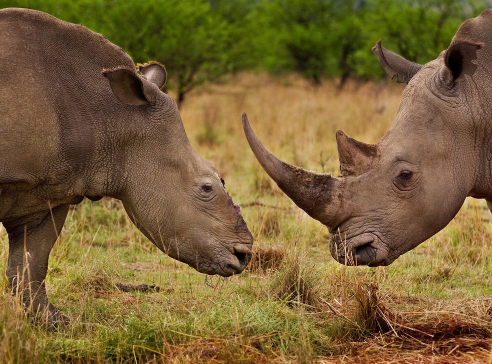 A female rhino, with a male companion, who survived a brutal dehorning in South Africa
