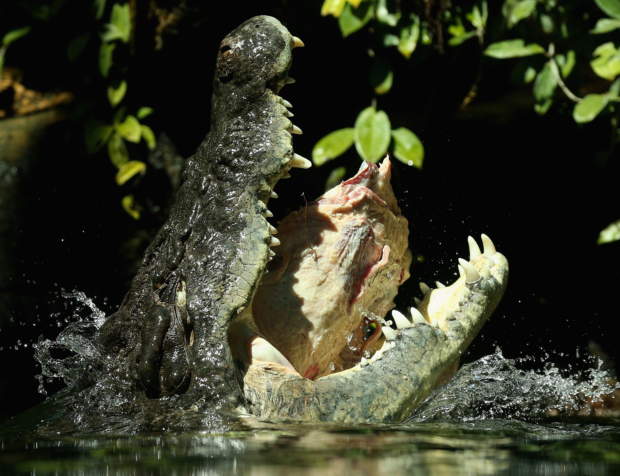 Many of the crocodiles have since been captured but over half remain on the loose in the the Limpopo River.