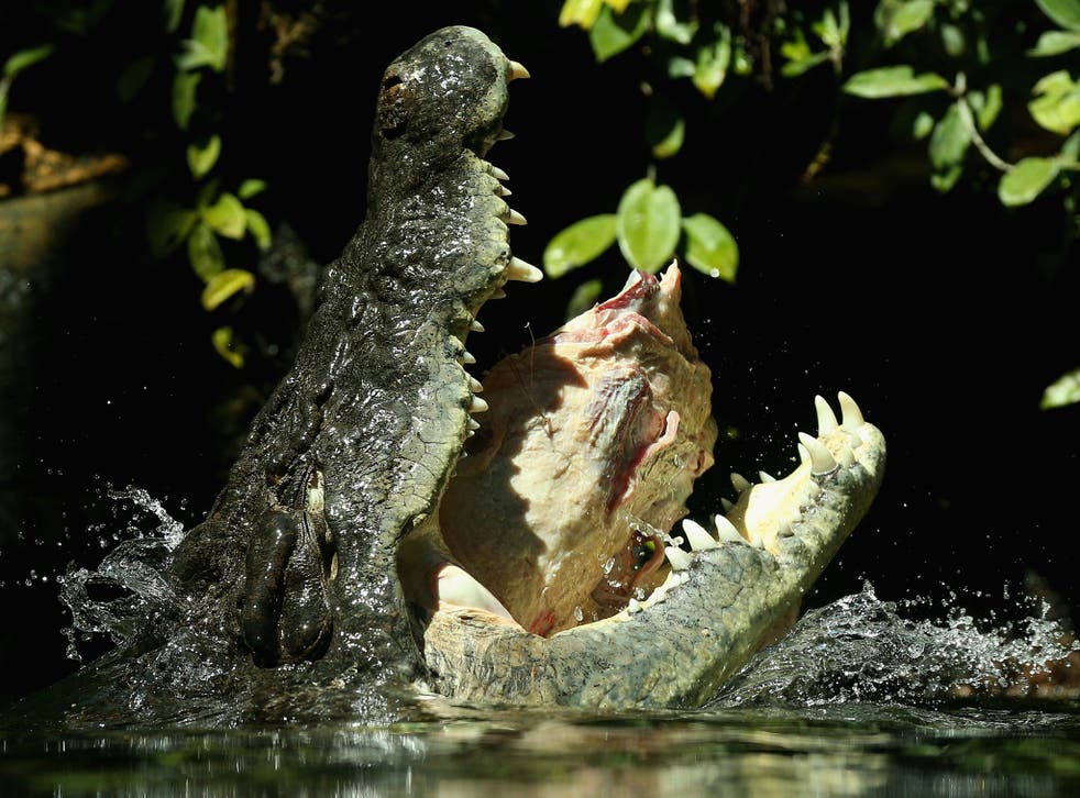 Es el ataque número 37 de un cocodrilo en el estado de Queensland desde 1985