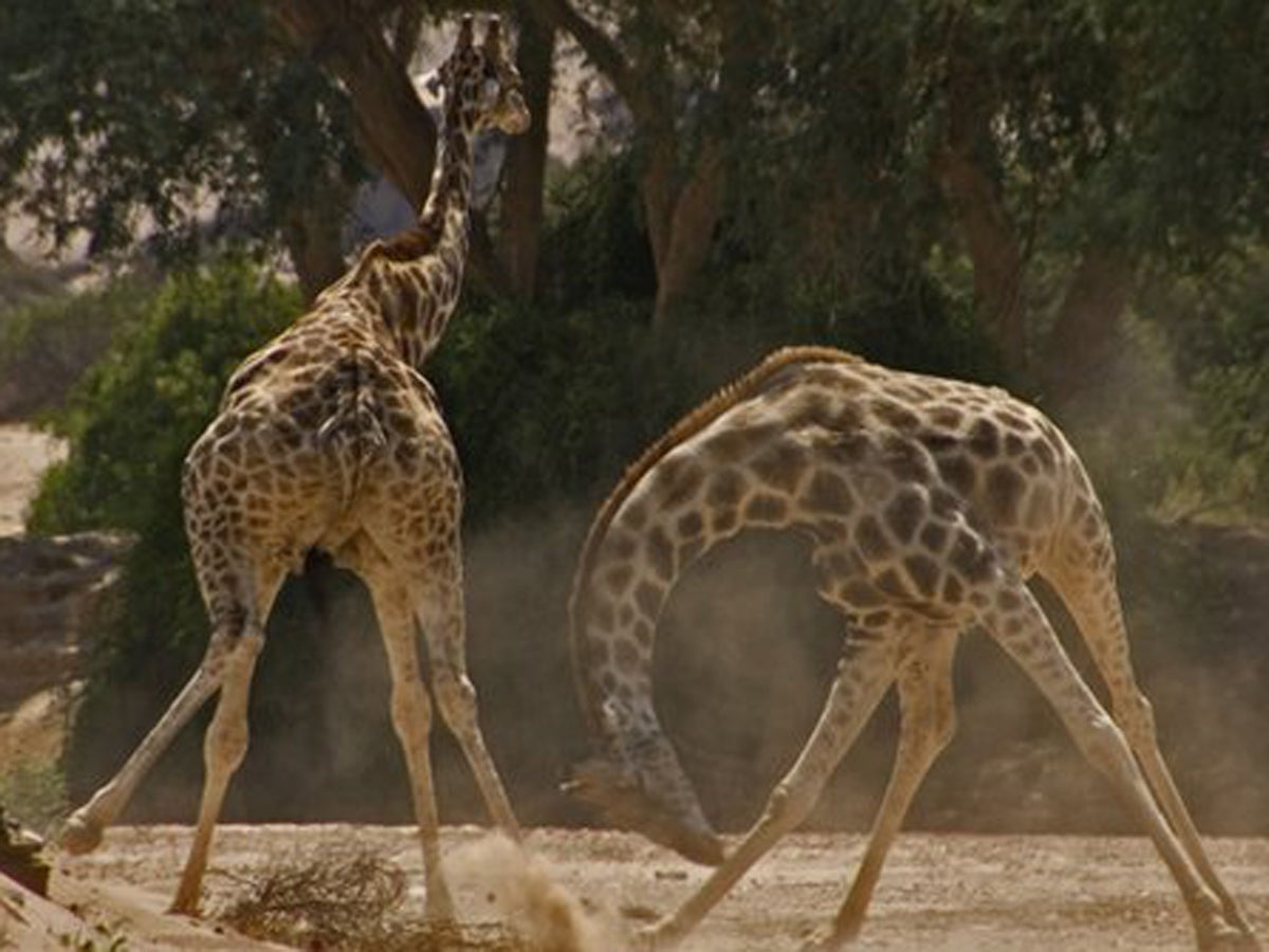 Video: Giraffe fights and other animal battles – when nature gets nasty |  The Independent | The Independent