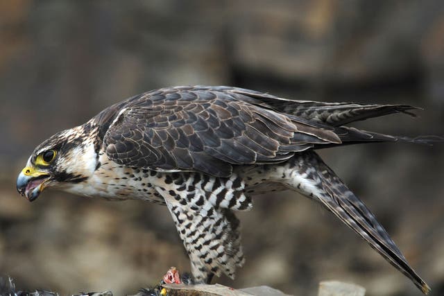 Peregrine falcons can be taken from the wild and sold for enormous sums for falconry - even though it's illegal