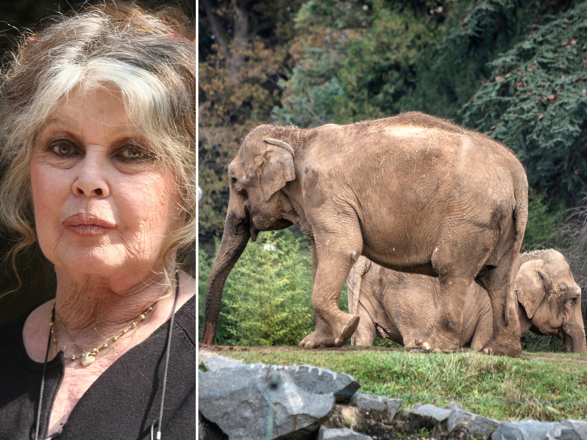 Former actress Brigitte Bardot is threatening to leave France over the treatment of Baby and Nepal, pictured right, two elephants suffering from tuberculosis at Lyon zoo