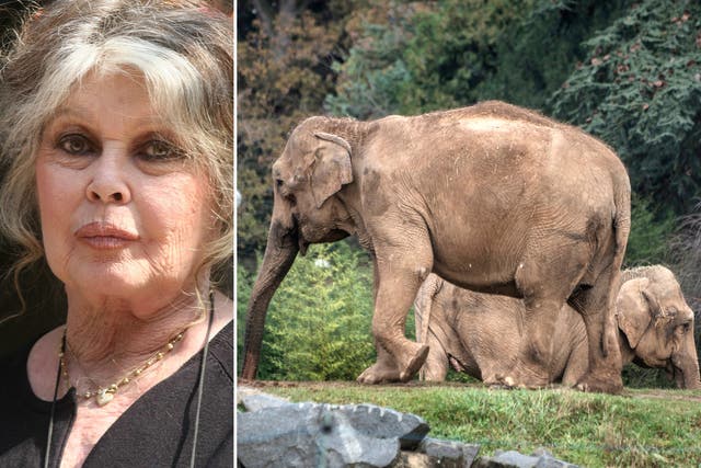 Former actress Brigitte Bardot is threatening to leave France over the treatment of Baby and Nepal, pictured right, two elephants suffering from tuberculosis at Lyon zoo