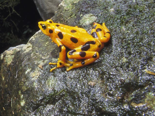 The Panamanian golden frog, not seen in the wild since 2008