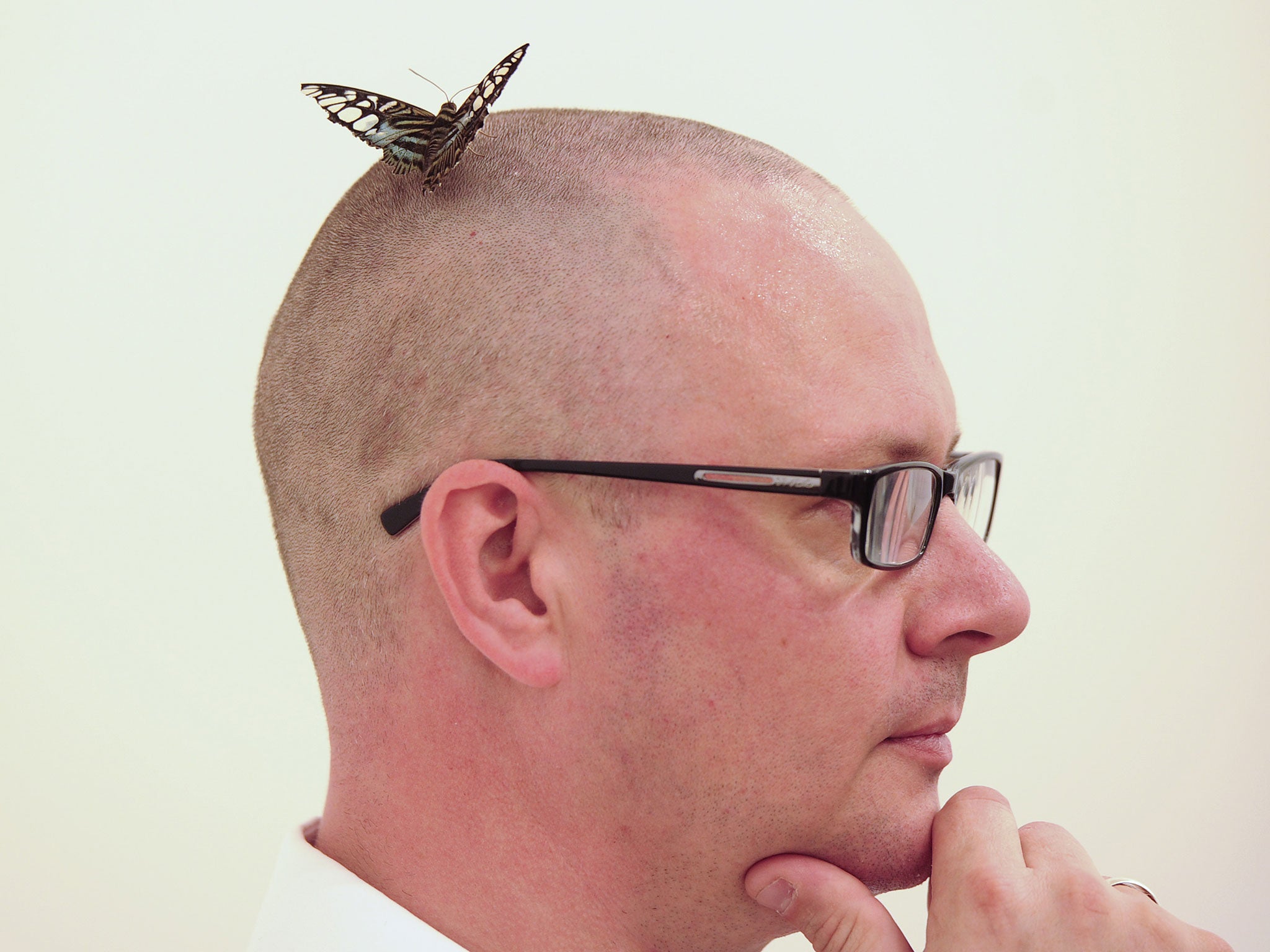 A butterfly lands on the head of a gallery assistant in a display room entitled 'In and Out of Love (White Paintings and Live Butterflies)' during the launch of the exhibition by British artist Damien Hirst showcasing work spanning two decades at the Tate Modern in central London on April 2, 2012.