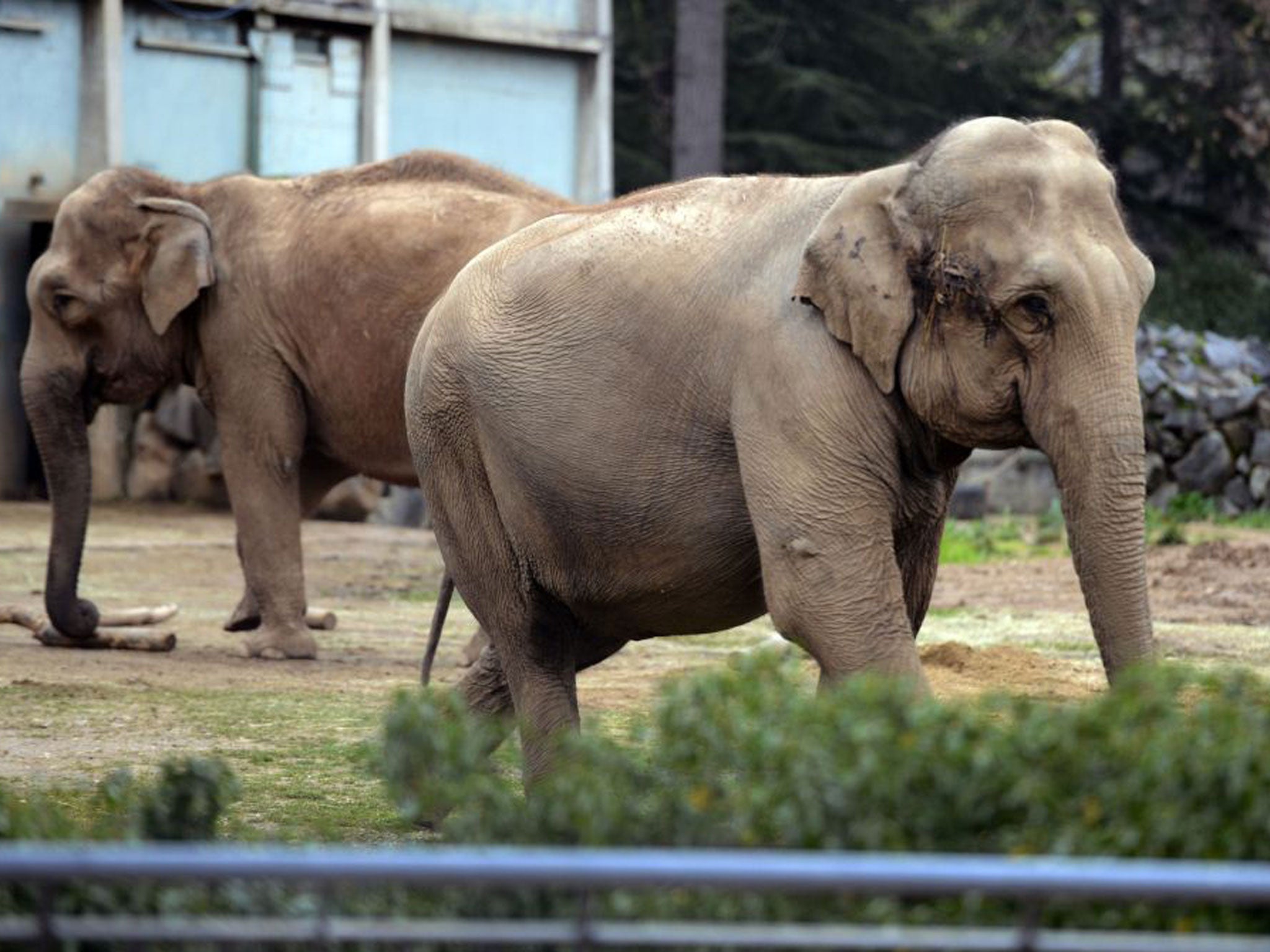 The elephants Baby and Nepal, who are thought  to be carrying tuberculosis, at the Tête d’Or zoo in Lyon