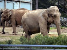 Francois Hollande faces Bardot over two sick elephants