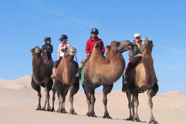 Camel trekking in the Gobi