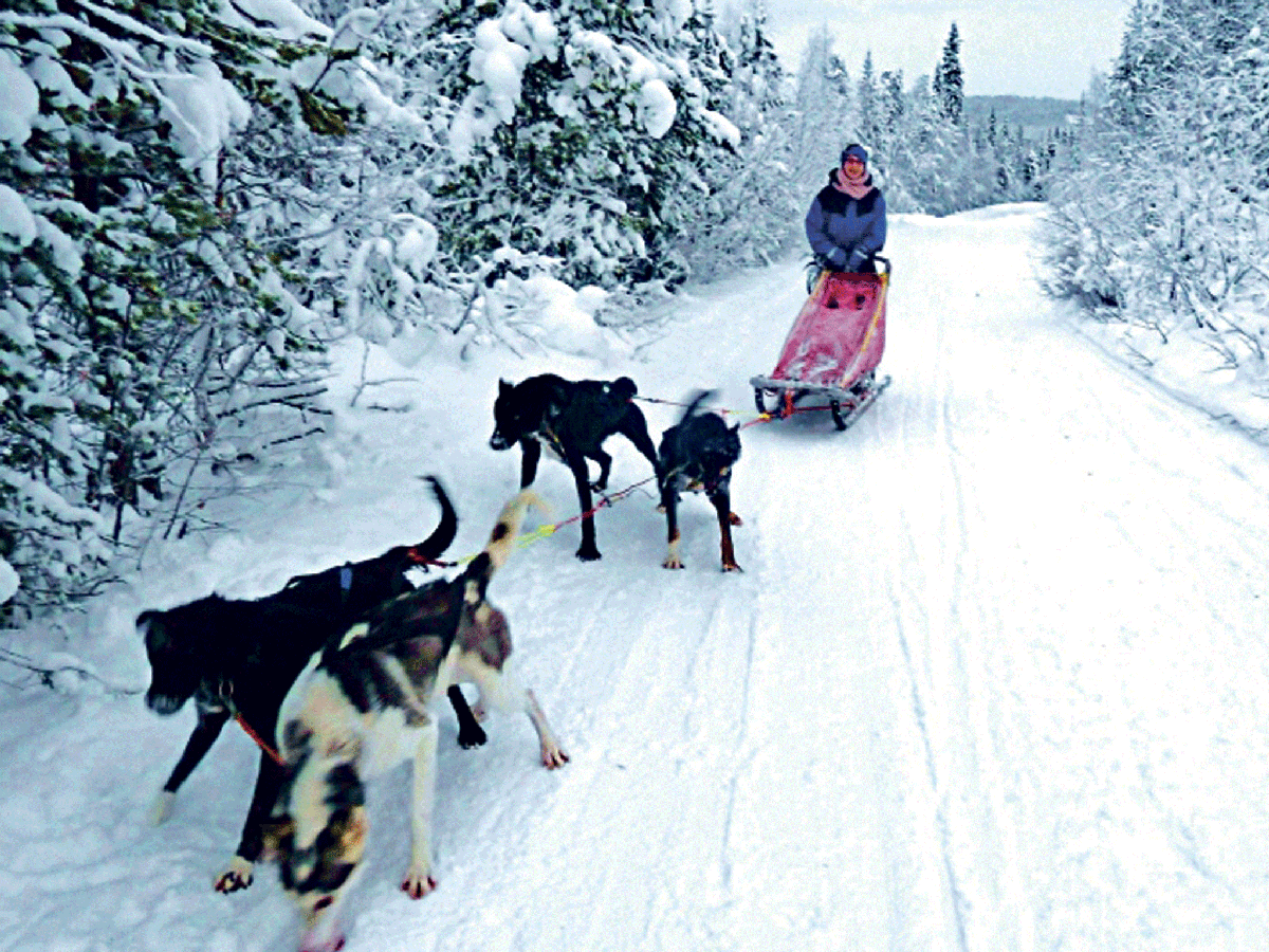 Husky mushing in Lapland: The trip with paw-wheel drive | The ...