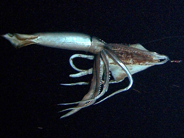 A giant squid takes bait in the deep sea off Chichi island, Japan