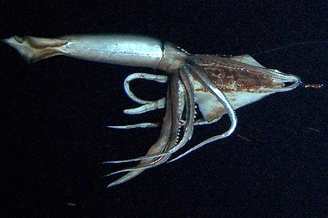 A giant squid takes bait in the deep sea off Chichi island, Japan