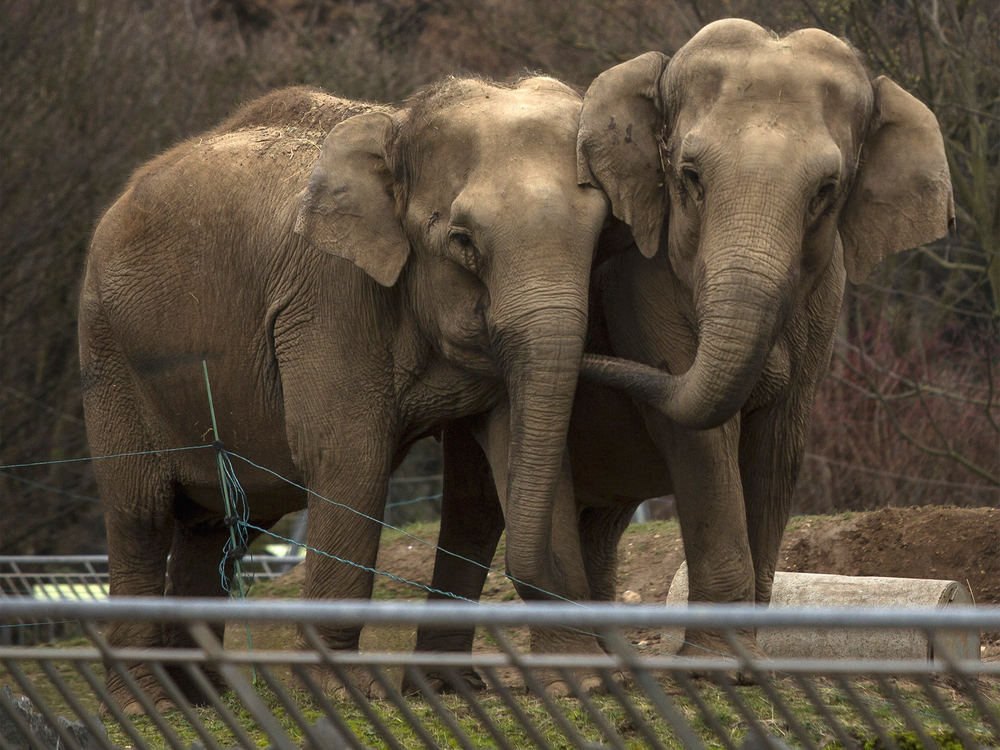 The elephants were exiled to a zoo in Lyon in 1999