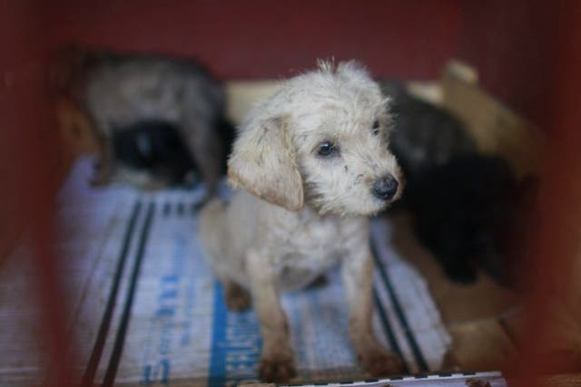 A litter of puppies that was caught near the site of fatal mauling at a  dog pound in Mexico City