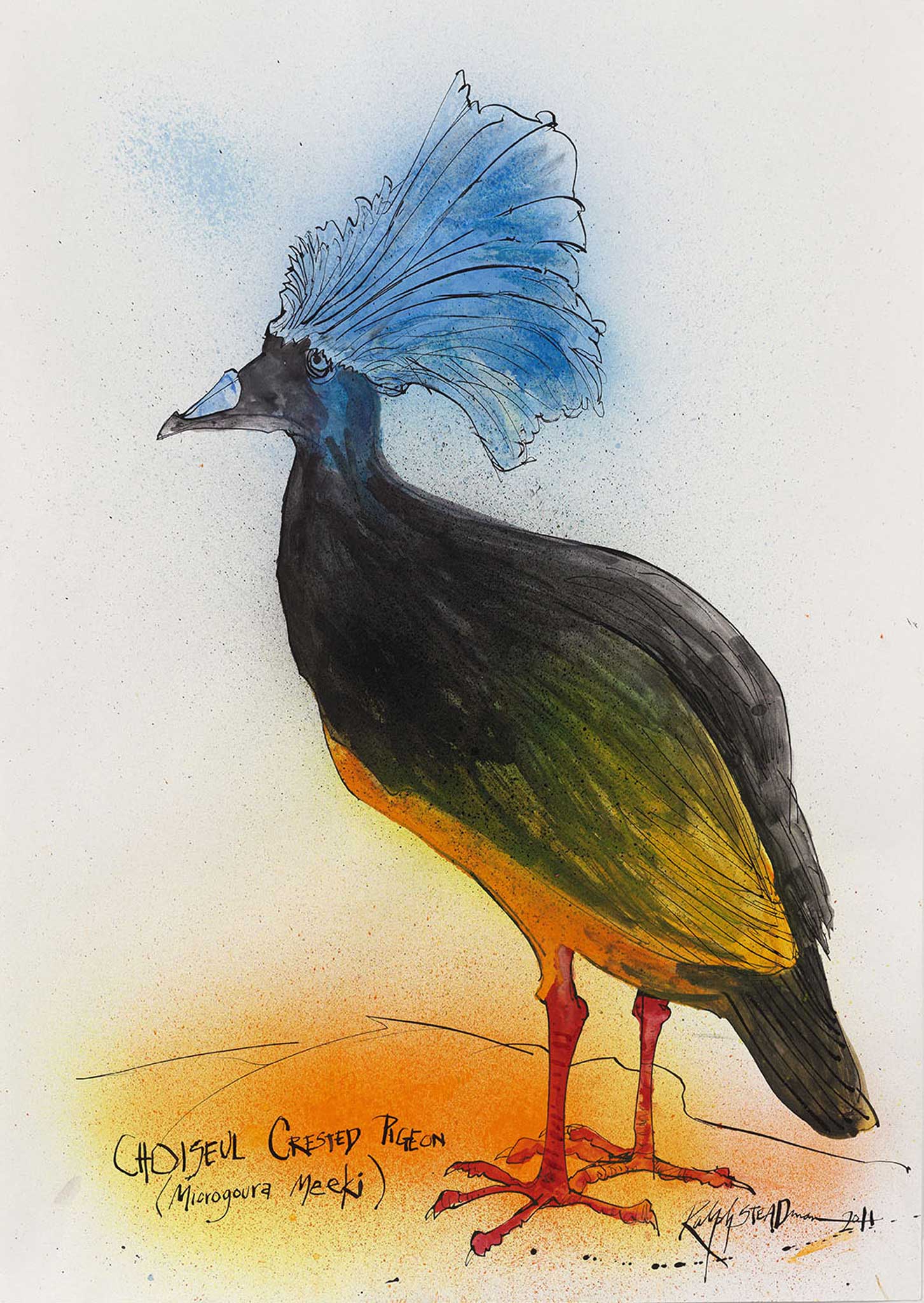 <p>Choiseul Crested Pigeon (Microgoura meeki)</p>

<p>The Choiseul Pigeon was endemic to Choiseul in the Solomon Islands, writes Ceri Levy. The skins that survive in various collections don't really give a clue as to how the bird's crest would have appeared when erect, but Ralph's interpretation is what counts. The pigeon has not been seen since 1904, and is considered extinct.</p>