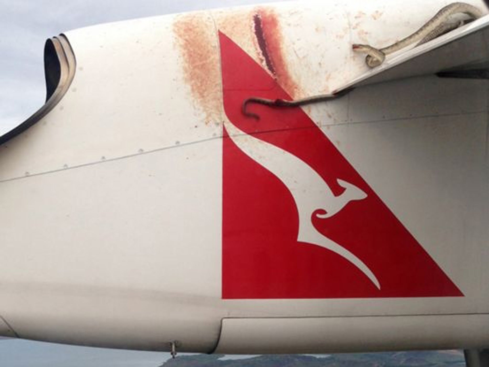A python lies wedged on the wing of a Qantas passenger plan as it flies over Port Moresby