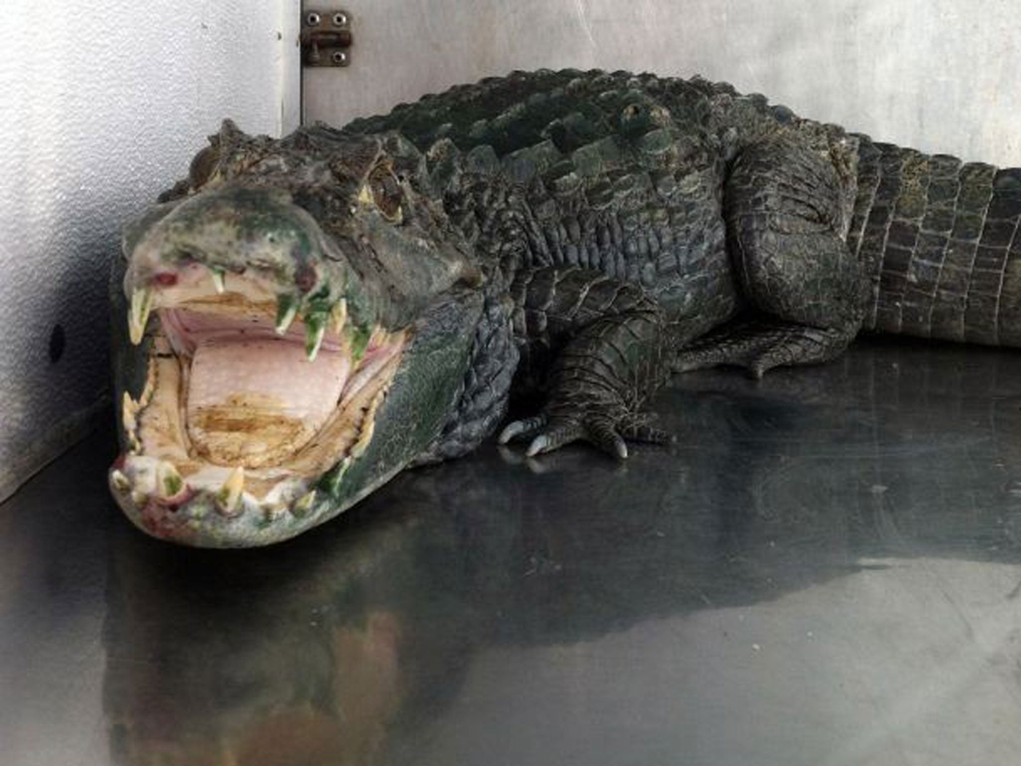 An alligator named "Mr. Teeth" is seen after it was discovered in a home in Castro Valley