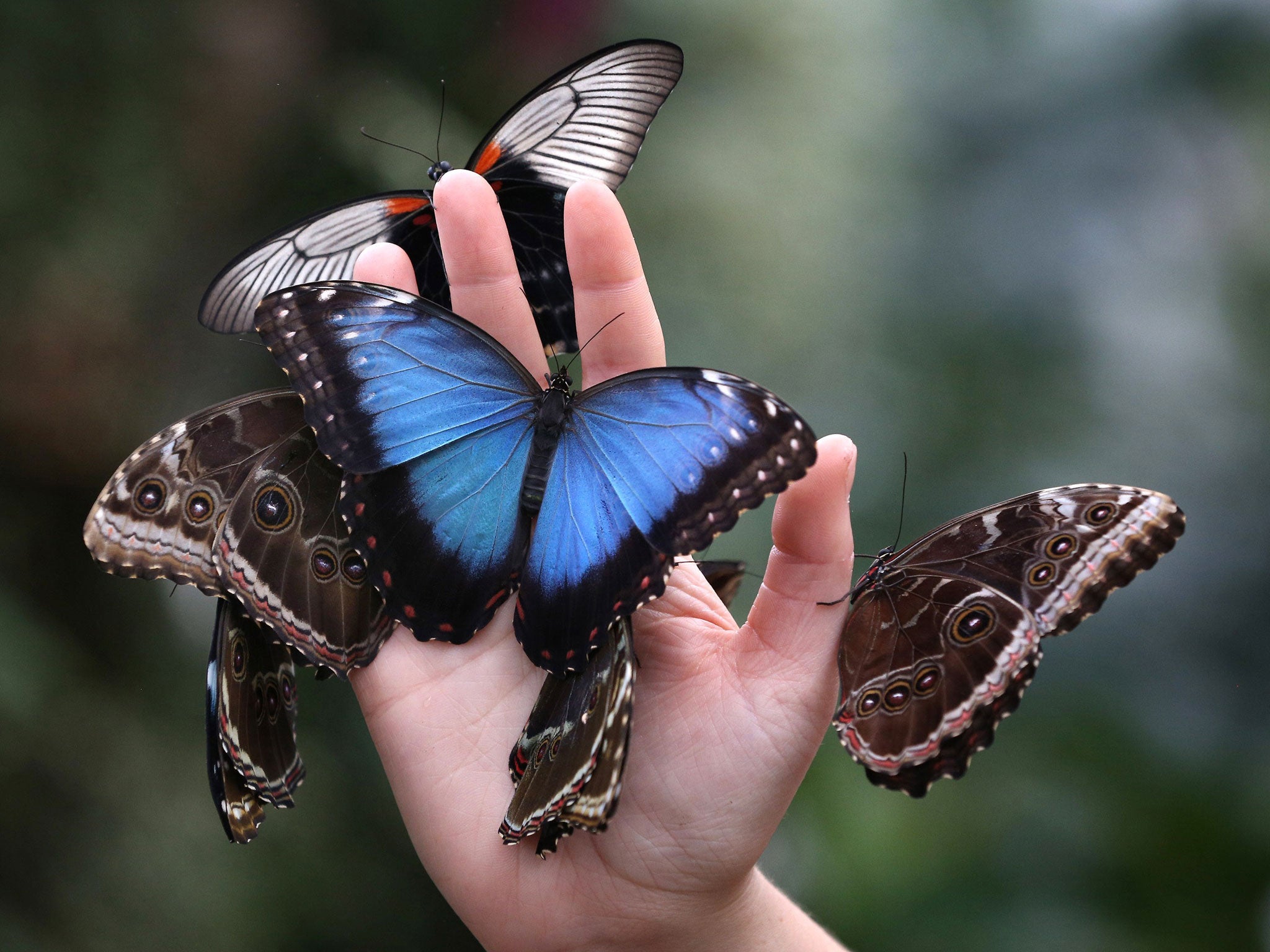 January 11, 2013: A member of staff holds a handful of butterflies at The Glasshouse at RHS Wisley Gardens near Woking. Rare and exotic butterflies have been placed in The Glasshouse for visitors from until February 24