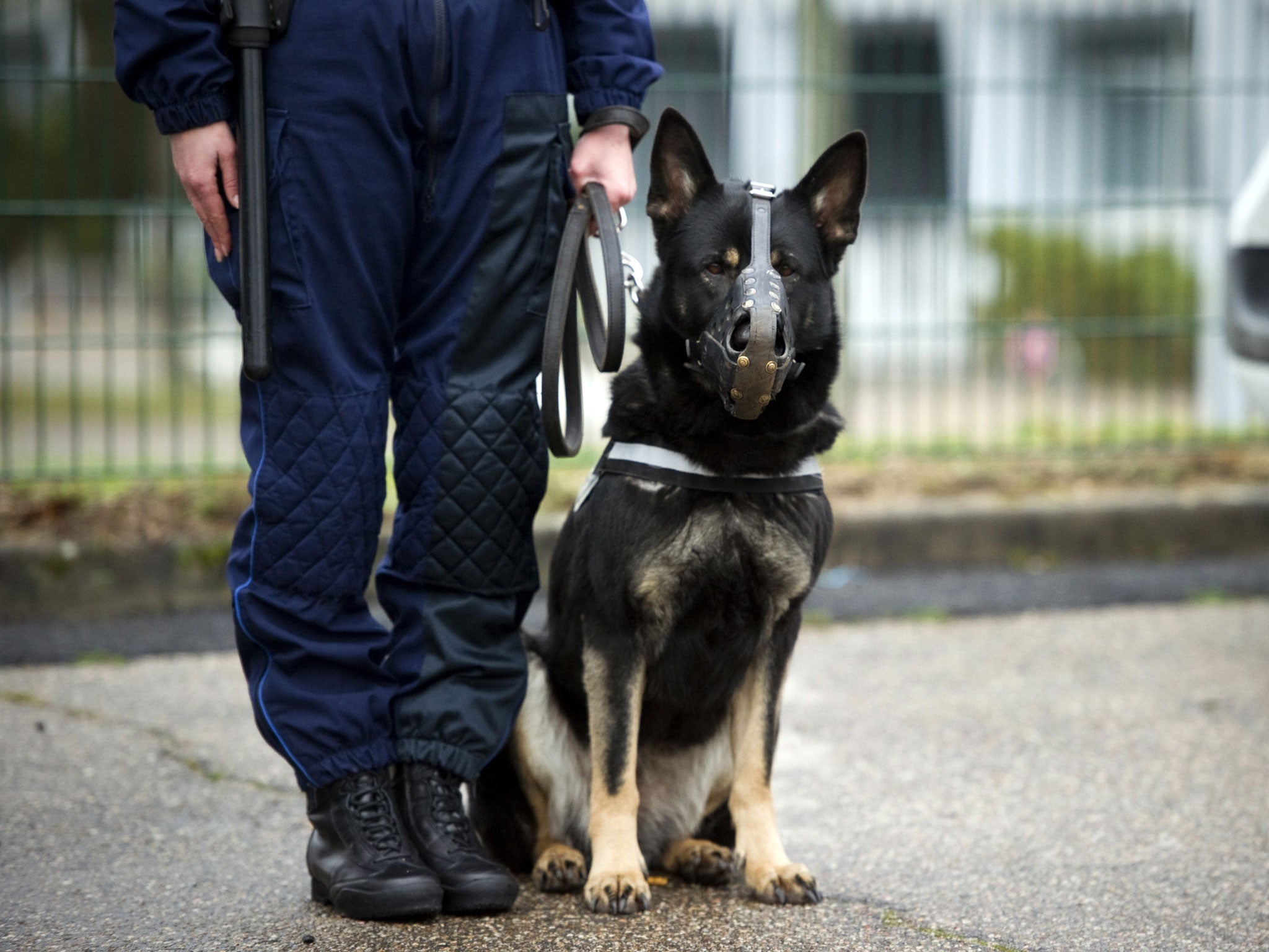 A municipal policeman and his dog stand guard as they wait for the visit of French President Nicolas Sarkozy on February 3, 2011, in Orleans, center France, during a visit focused on crime prevention and national security.