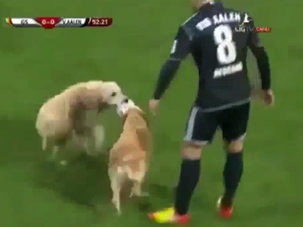 Two dogs invade football match between Galatasaray and the German team Ahlen