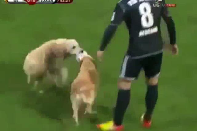 Two dogs invade football match between Galatasaray and the German team Ahlen