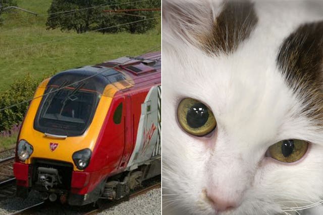 Polly the cat travelled 1,700 miles trapped in a train's undercarriage.