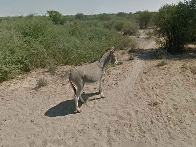 Google has managed to prove that its Street View team did not run over the donkey in Botswana