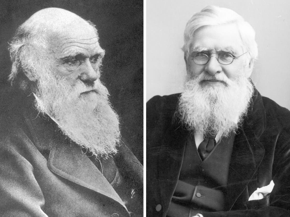 Natural Selection It Takes Two Darwin S Rival Alfred Russel Wallace Recognised At Last The Independent The Independent