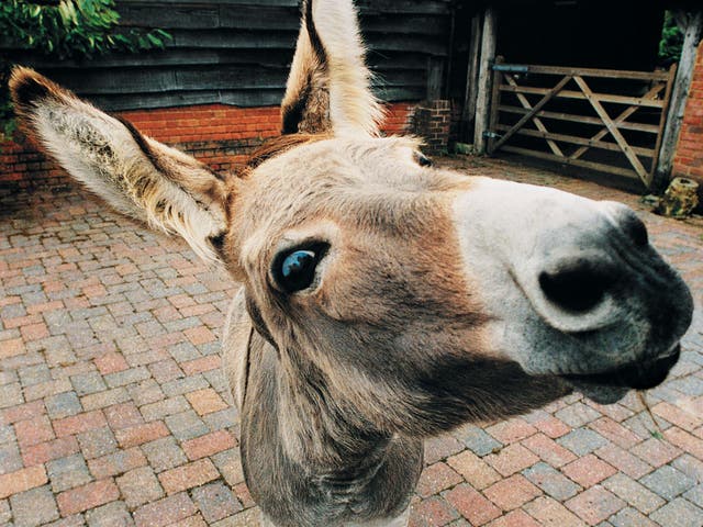 The would-be criminal masterminds stole the donkey to use as their getaway 'vehicle', but soon found out the meaning of the phrase 'stubborn as a mule', when the animal refused to cooperate.