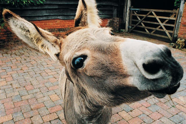 The would-be criminal masterminds stole the donkey to use as their getaway 'vehicle', but soon found out the meaning of the phrase 'stubborn as a mule', when the animal refused to cooperate.